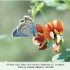 plebejus argus daghestan male 1